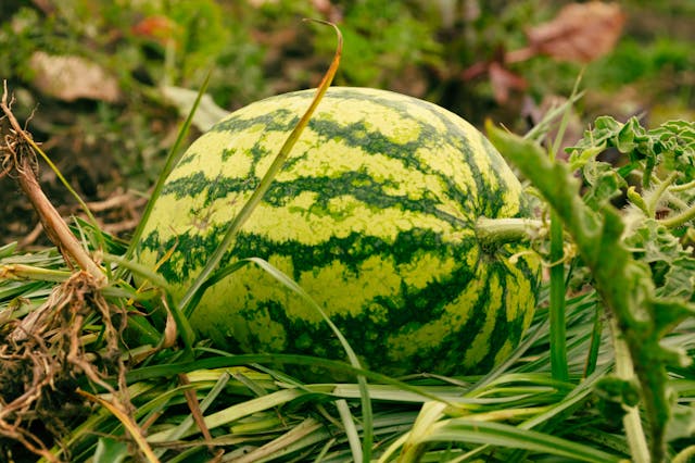 Melancia fresca da quinta